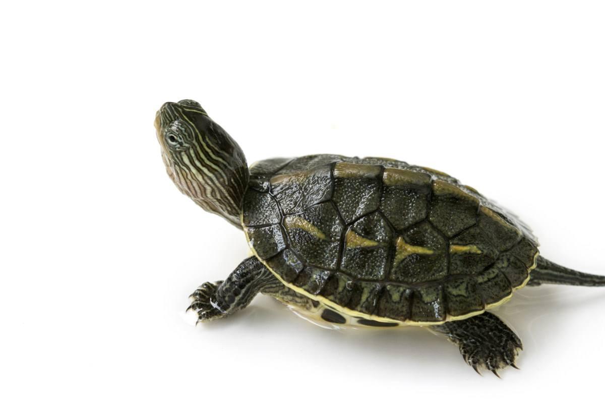 烏龜搬家注意事項